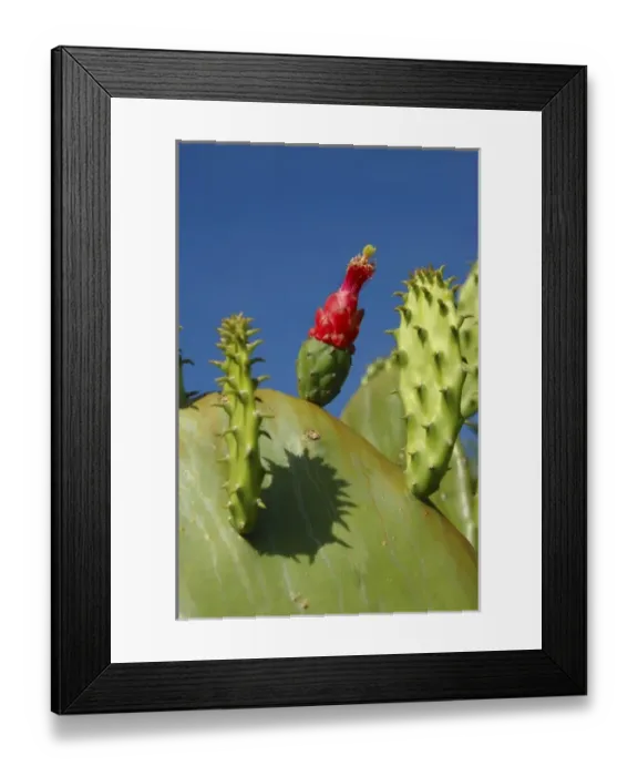 Framed Print : USA; Florida; Edgewater; Edgewater Landing; close-up of Prickly Pear cactus Framed Print : USA; Florida; Edgewater; Edgewater Landing; close-up of Prickly Pear cactus