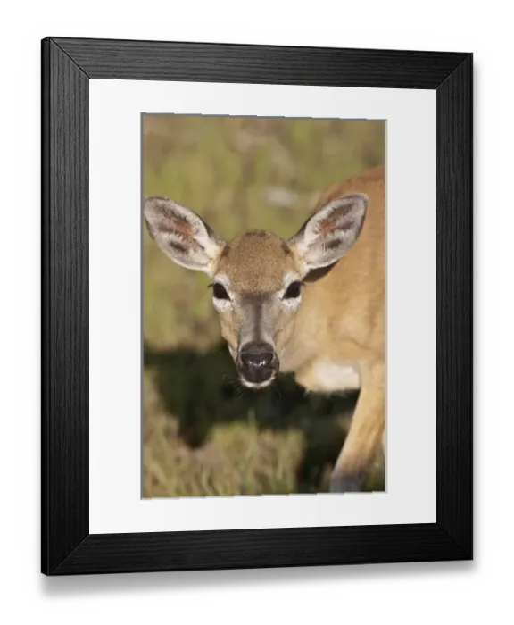 Framed Print : USA, North America, Florida