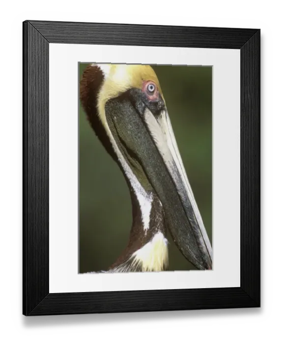 Framed Print : USA, Florida, Everglades, NP, Brown Pelican (Pelecanus occidentalis) Framed Print : USA, Florida, Everglades, NP, Brown Pelican (Pelecanus occidentalis)