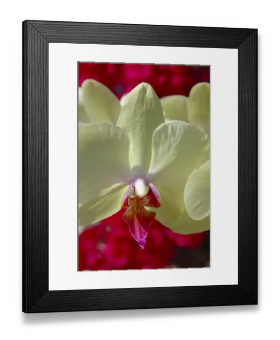 Framed Print : USA, North America, Florida