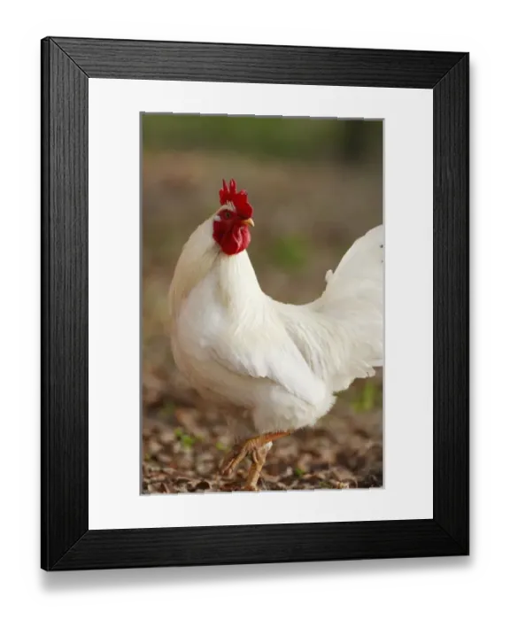 Framed Print : White leghorn rooster, Central Florida Framed Print : White leghorn rooster, Central Florida