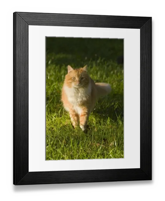 Framed Print : USA, North America, Florida Framed Print : USA, North America, Florida