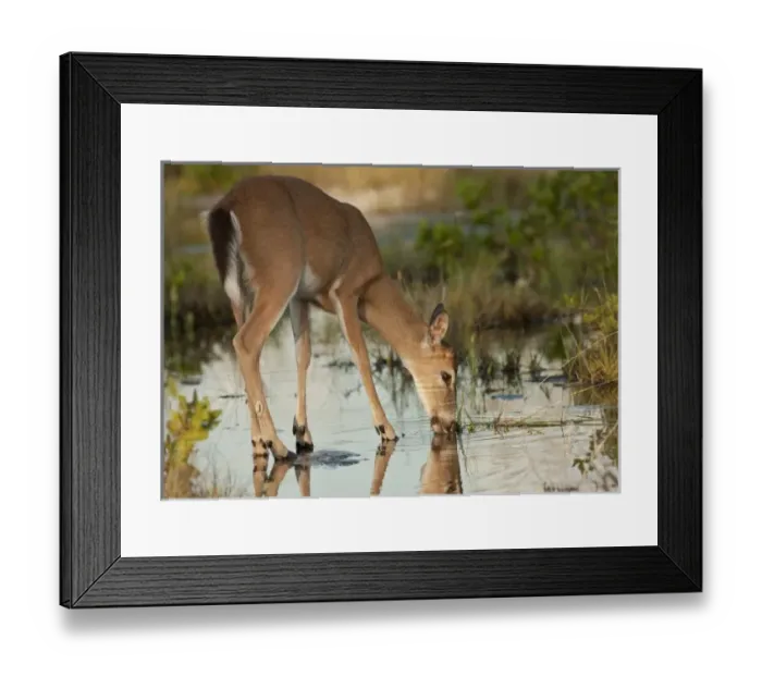 Framed Print : Endangered key deer buck drinking water from mangrove marsh, Odocoileus virginaus clavium