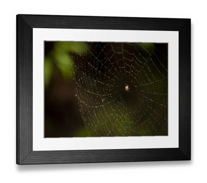 Framed Print : Spider, Loxahatchee NWR, Florida
