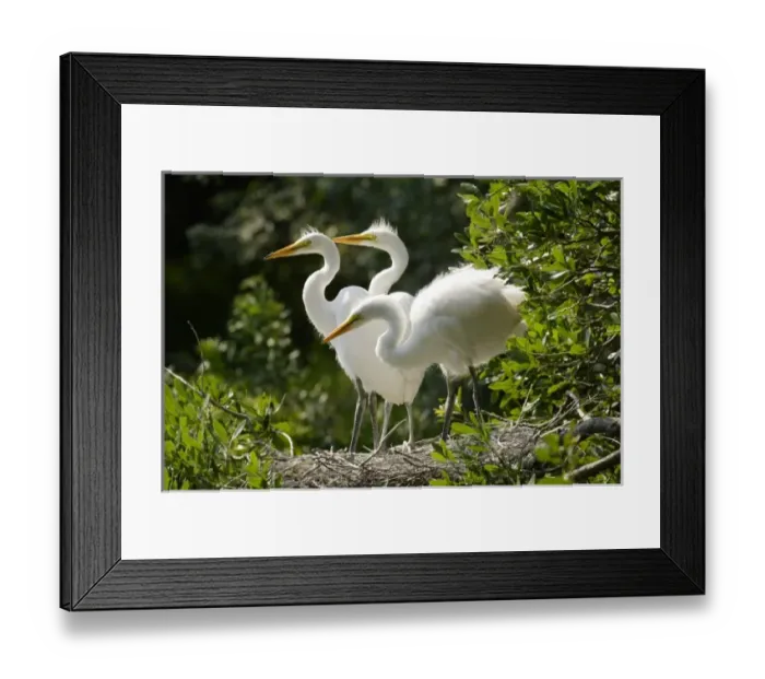 Framed Print : USA, North America, Florida Framed Print : USA, North America, Florida