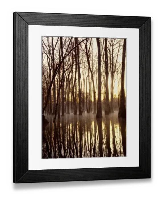 Framed Print : Reflections, cool morning mist, inside a floodplain forest, Florida Caverns State Park Framed Print : Reflections, cool morning mist, inside a floodplain forest, Florida Caverns State Park