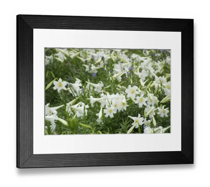 Framed Print : USA, Florida, Volusia, New Smyrna Beach, Easter lilies in bloom Framed Print : USA, Florida, Volusia, New Smyrna Beach, Easter lilies in bloom