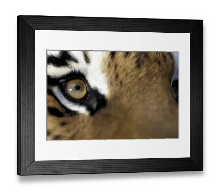 Framed Print : USA, Florida. Bengal Tiger (Panthera tigris), captive