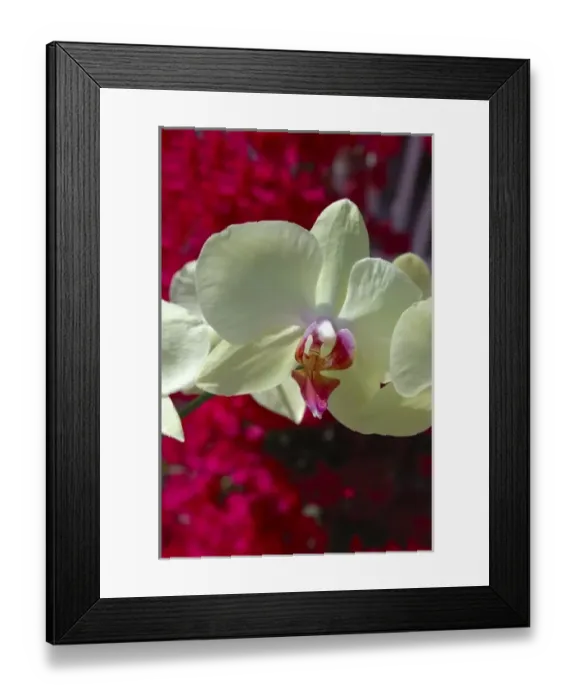 Framed Print : USA, North America, Florida