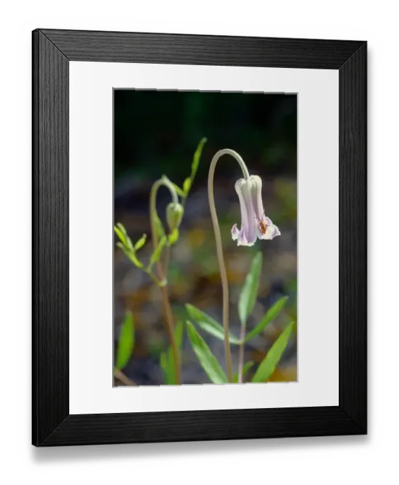 Framed Print : Pine-hyacinth in bloom, Clematis baldwinii, Sumter County, Florida Framed Print : Pine-hyacinth in bloom, Clematis baldwinii, Sumter County, Florida
