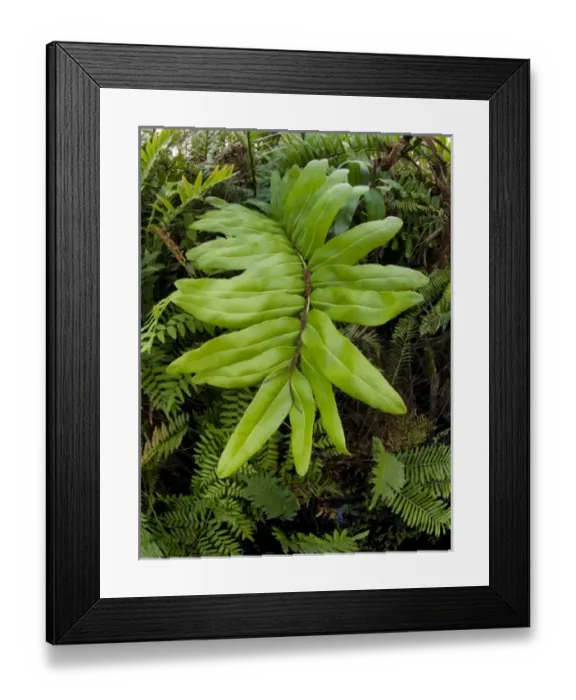 Framed Print : USA, North America, Florida Framed Print : USA, North America, Florida