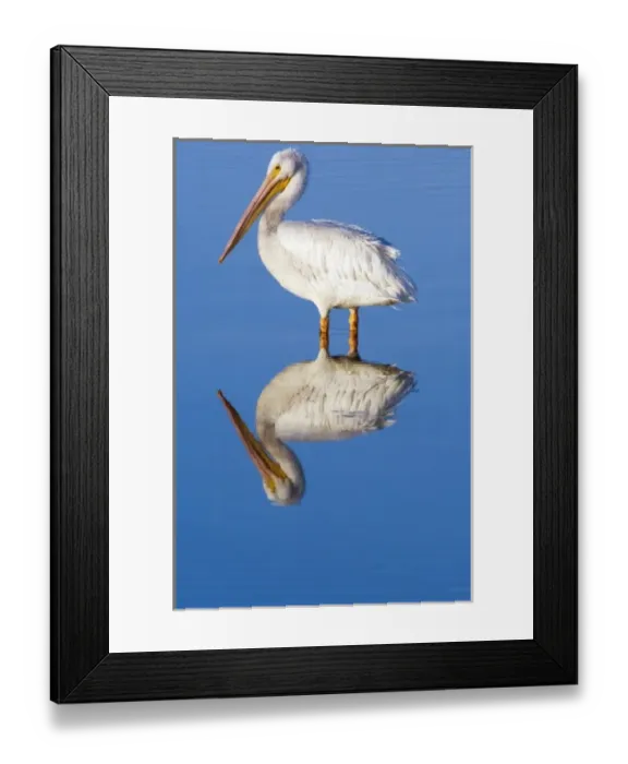 Framed Print : USA, Florida, Sanibel, Ding Darling NWR, White Pelican (Pelecanus erythrorhynchos)