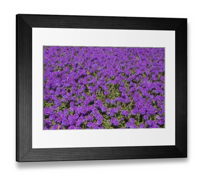 Framed Print : USA, Florida, Flagler, Palm Coast, purple flowers at Ginn Hammock Beach Resort Framed Print : USA, Florida, Flagler, Palm Coast, purple flowers at Ginn Hammock Beach Resort