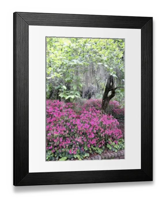 Framed Print : Azalea flowering and Spanish moss in oak trees at Alfred Maclay Gardens State Park Tallahassee Framed Print : Azalea flowering and Spanish moss in oak trees at Alfred Maclay Gardens State Park Tallahassee