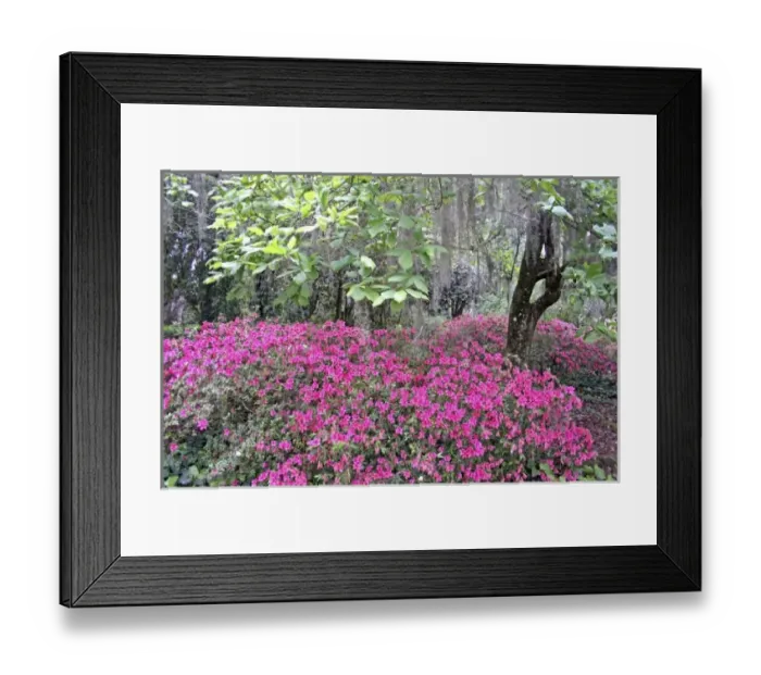 Framed Print : Azalea flowering and Spanish moss in oak trees at Alfred Maclay Gardens State Park Tallahassee Framed Print : Azalea flowering and Spanish moss in oak trees at Alfred Maclay Gardens State Park Tallahassee