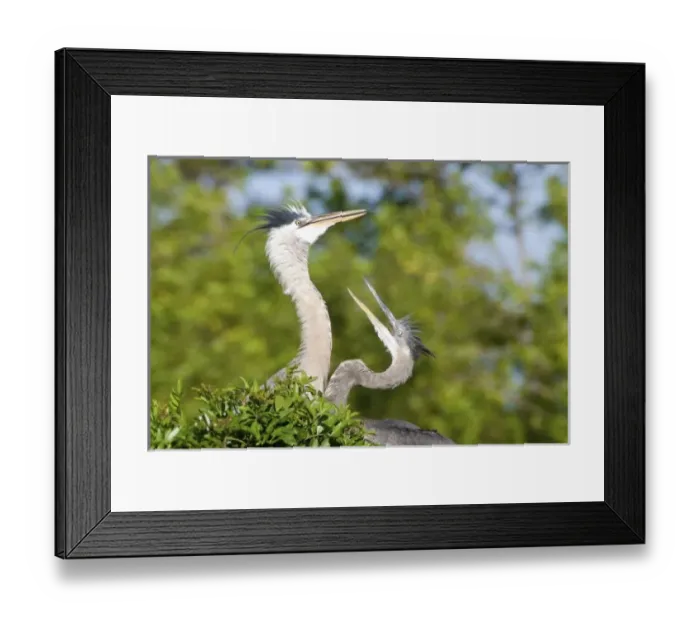 Framed Print : USA, North America, Florida Framed Print : USA, North America, Florida