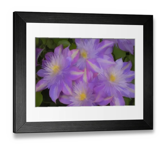 Framed Print : Clematis flower