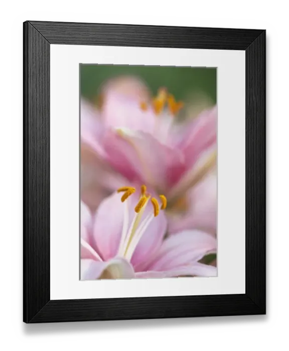 Framed Print : Close-up of hybrid Lily