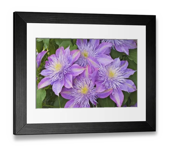 Framed Print : Clematis flower