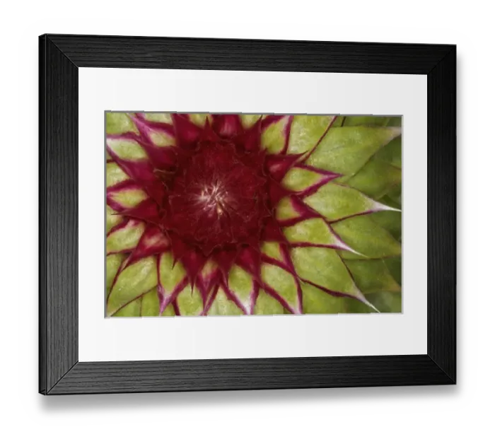 Framed Print : Nature, Flora Framed Print : Nature, Flora