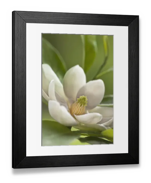 Framed Print : Nature, Flora