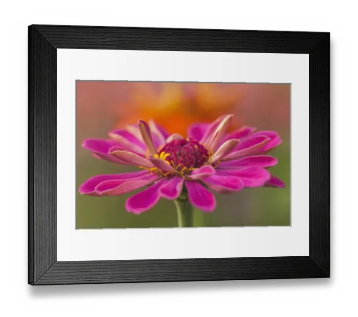Framed Print : Pink flower in bloom Framed Print : Pink flower in bloom
