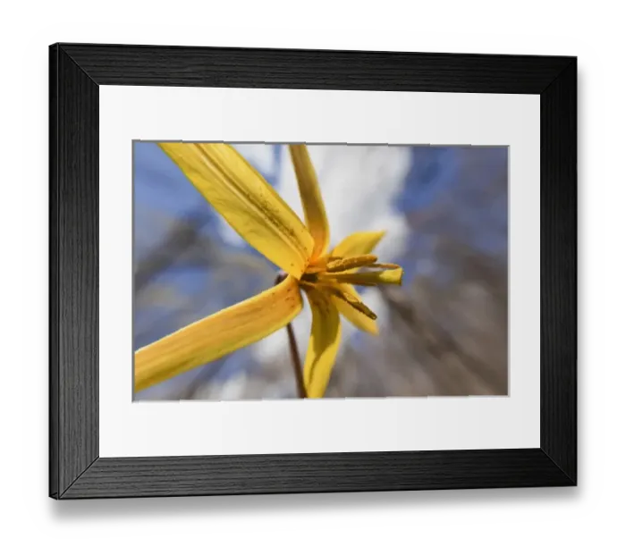 Framed Print : Trout Lily, Erythronium americanum Framed Print : Trout Lily, Erythronium americanum
