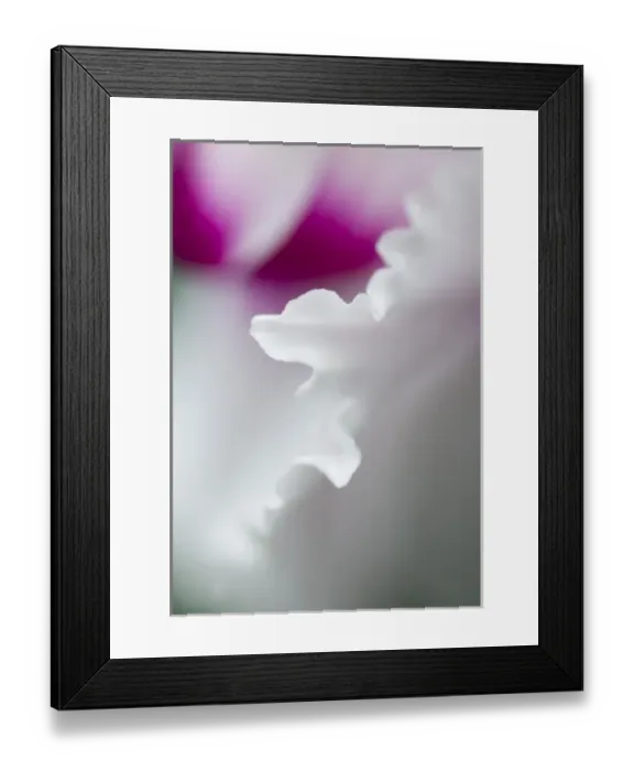Framed Print : Cyclamen flower close-up Framed Print : Cyclamen flower close-up
