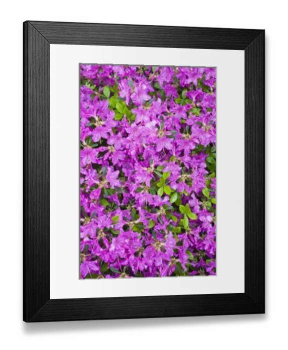Framed Print : Raindrops on azaleas Framed Print : Raindrops on azaleas