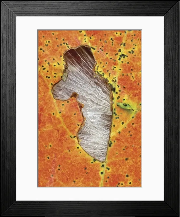 Framed Print : Leaf with hole and seedheads in fall