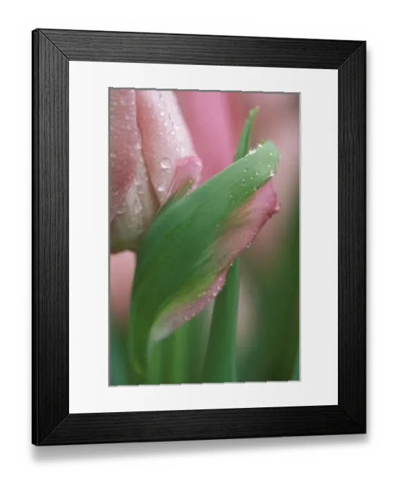 Framed Print : Pink tulip close-up, in garden Framed Print : Pink tulip close-up, in garden