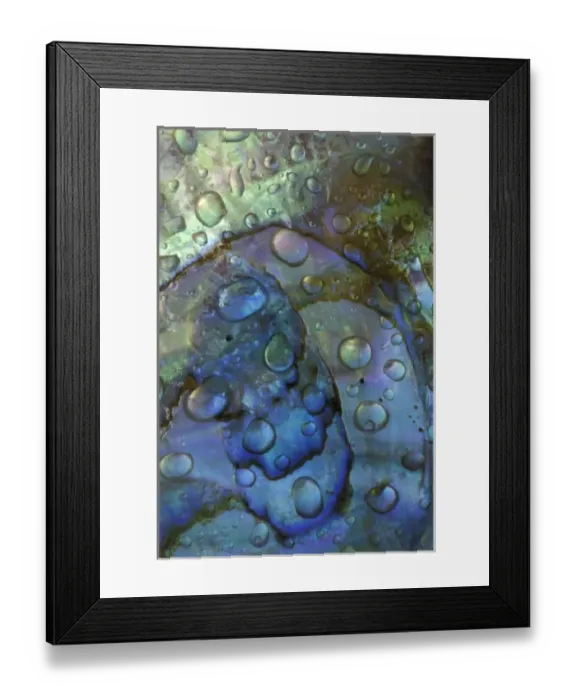 Framed Print : Abalone shell with water drops Framed Print : Abalone shell with water drops