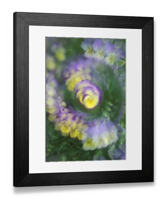 Framed Print : Multiple Exposure abstract of pansy flowers