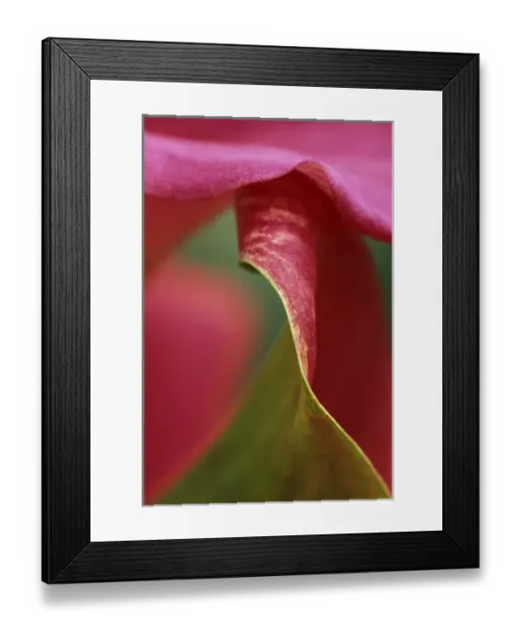 Framed Print : Pink calla lily, close-up Framed Print : Pink calla lily, close-up