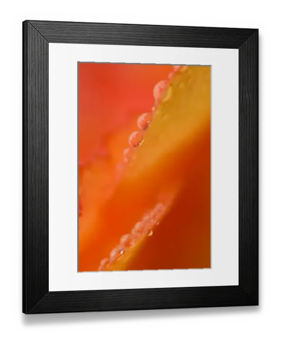 Framed Print : Petals with dew drops close-up
