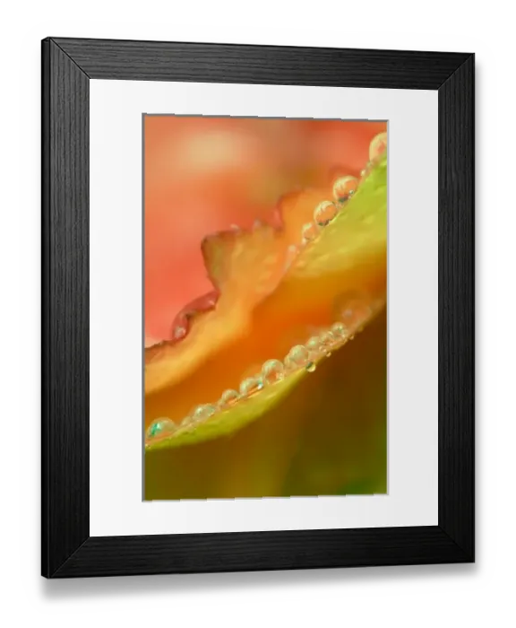 Framed Print : Nature, Flora Framed Print : Nature, Flora