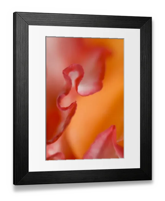 Framed Print : Flower petal edges Framed Print : Flower petal edges