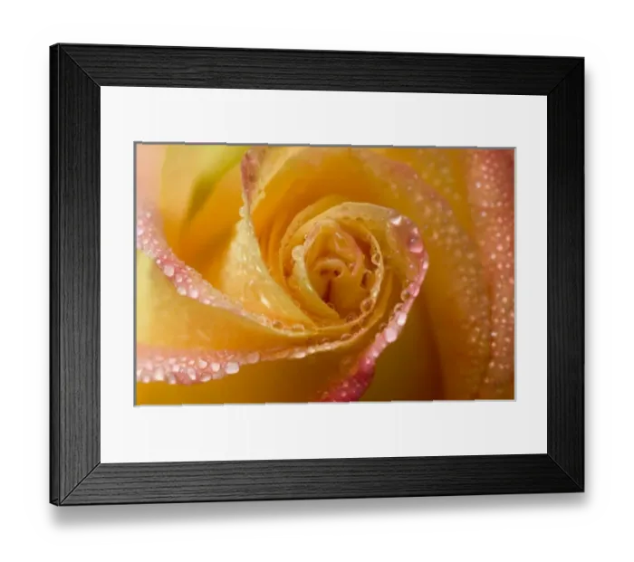 Framed Print : Rose close-up with dew