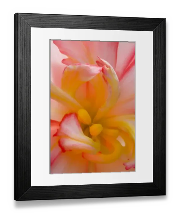 Framed Print : Begonia close-up pattern Framed Print : Begonia close-up pattern