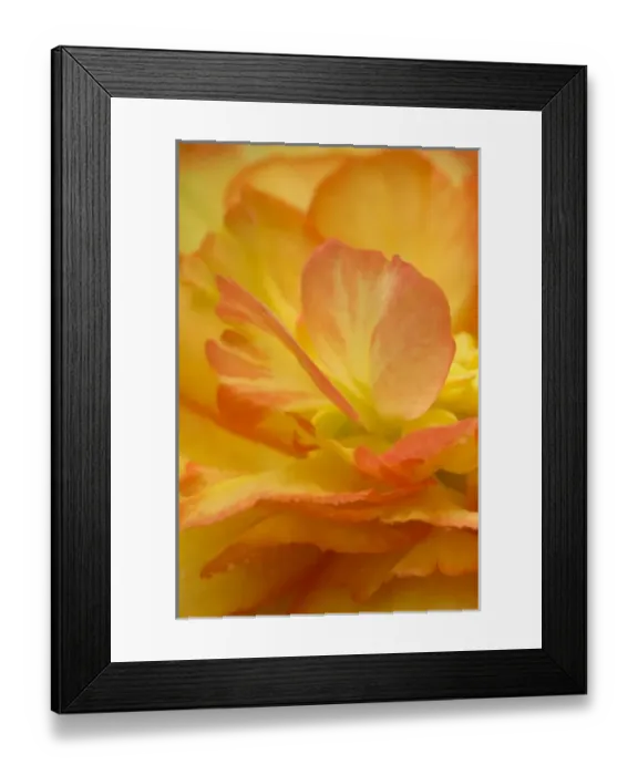 Framed Print : Nature, Flora