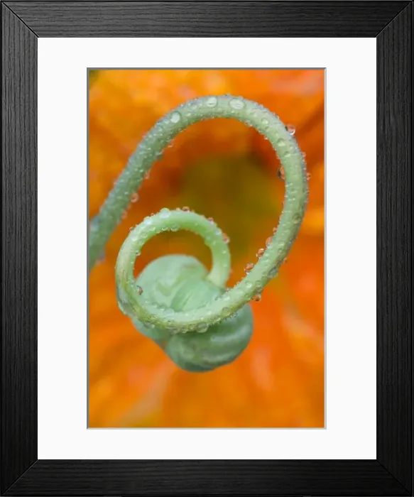 Framed Print : Nasturtium curl with rain Framed Print : Nasturtium curl with rain