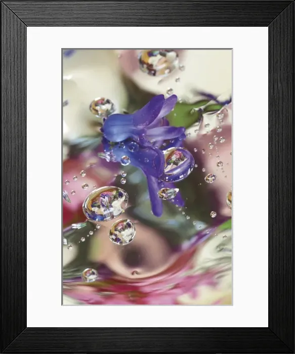 Framed Print : Hyacinth Bud on Mylar With Reflections