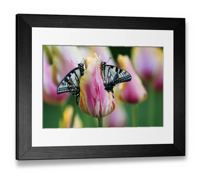 Framed Print : Nature, Flora Framed Print : Nature, Flora