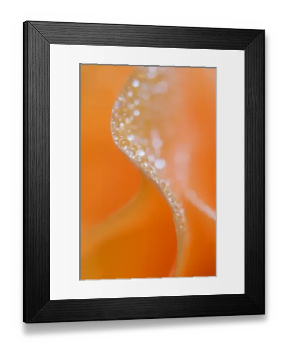 Framed Print : Abstract flower close-up. Credit as: Nancy Rotenberg / Jaynes Gallery / DanitaDelimont Framed Print : Abstract flower close-up. Credit as: Nancy Rotenberg / Jaynes Gallery / DanitaDelimont