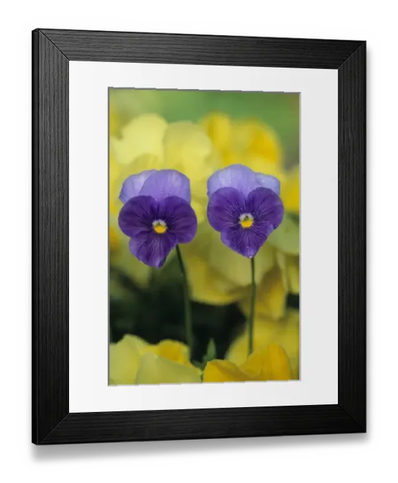 Framed Print : Two Pansy Faces in Garden Framed Print : Two Pansy Faces in Garden