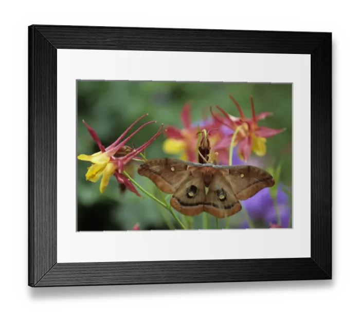 Framed Print : Polyphemus Moth on Columbine in Garden Framed Print : Polyphemus Moth on Columbine in Garden