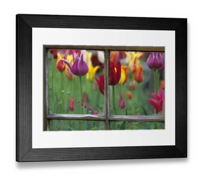 Framed Print : Spring Garden Behind Old window Framed Print : Spring Garden Behind Old window