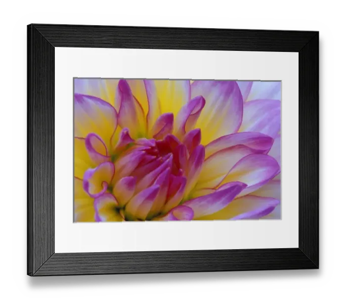 Framed Print : Dahlia close-up Framed Print : Dahlia close-up