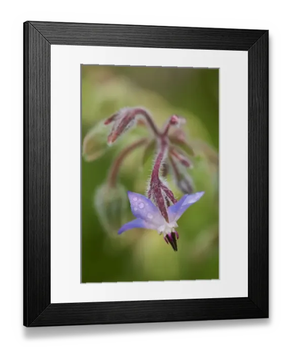 Framed Print : Nature, Flora