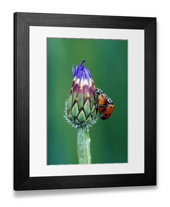 Framed Print : Close-up of mating ladybugs Framed Print : Close-up of mating ladybugs